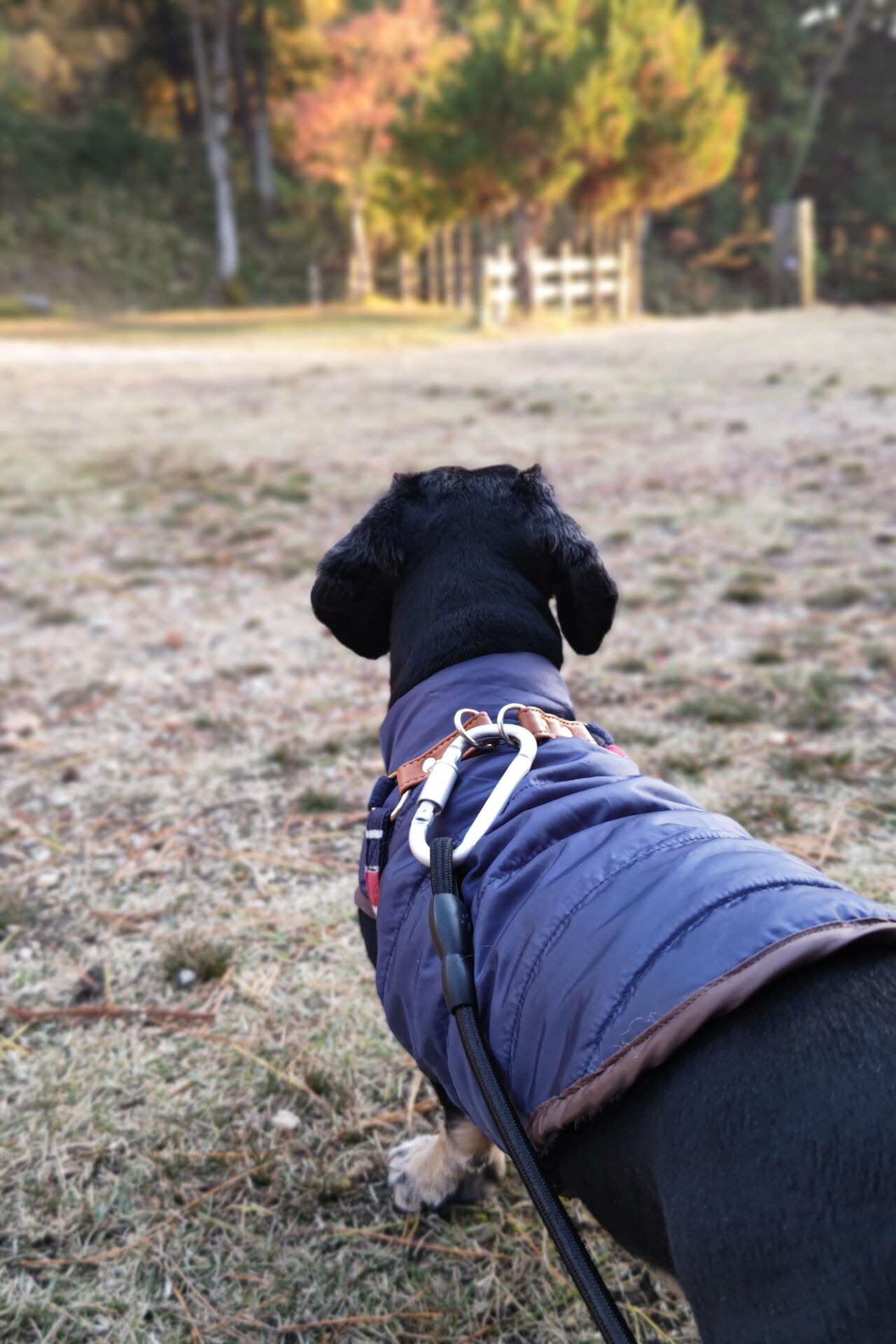 犬連れ冬キャンプにおすすめグッズありますか？